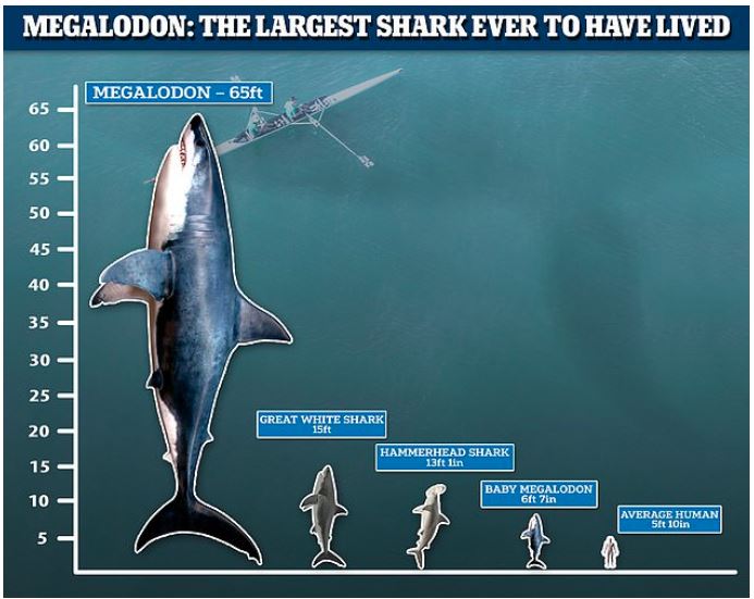 Great White Shark Size Comparison To Bus